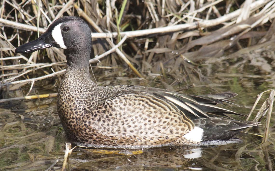 Minnesota waterfowl counts look good Boreal Community Media