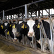 Thumb_glenville-farms-cow-stalls