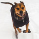 Thumb_dog-in-boots_stella_web