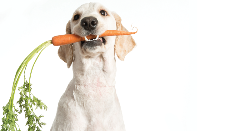 Dogs Need Detoxing Too: 10 Ways to Detox Your Dog | Natural Awakenings Magazine