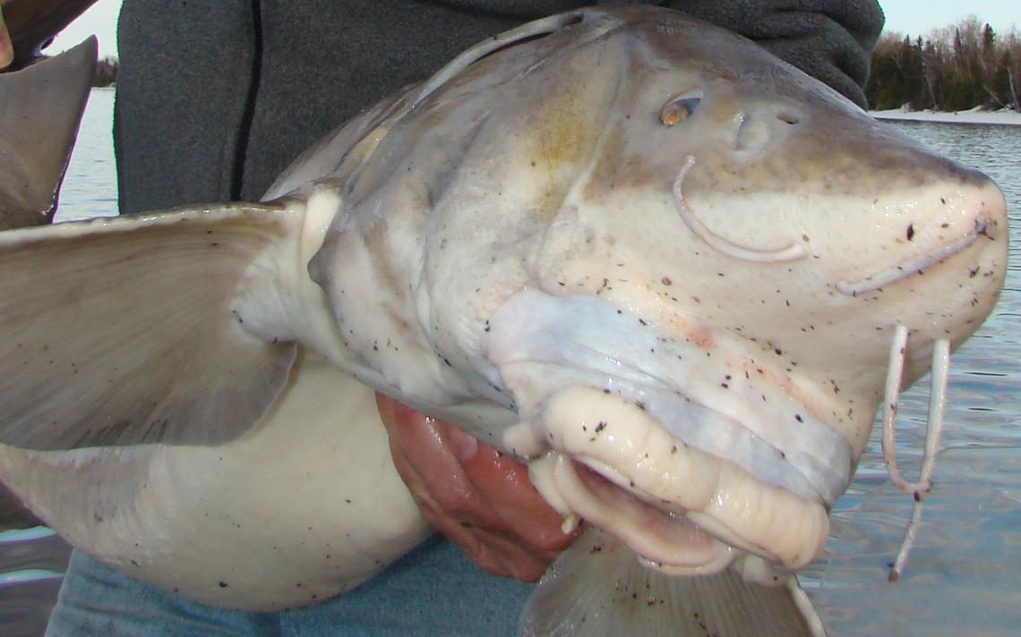 Possible federal protection has no immediate impact on lake sturgeon