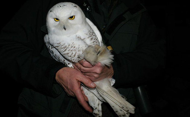 Image: http://locable-assets-production.s3.amazonaws.com/uploads/resource/file/58905/snowy.jpg Image title