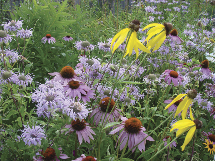 Create a Butterfly Garden with Native Plants Natural Sustainable Living Chicago