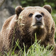 Thumb_bear