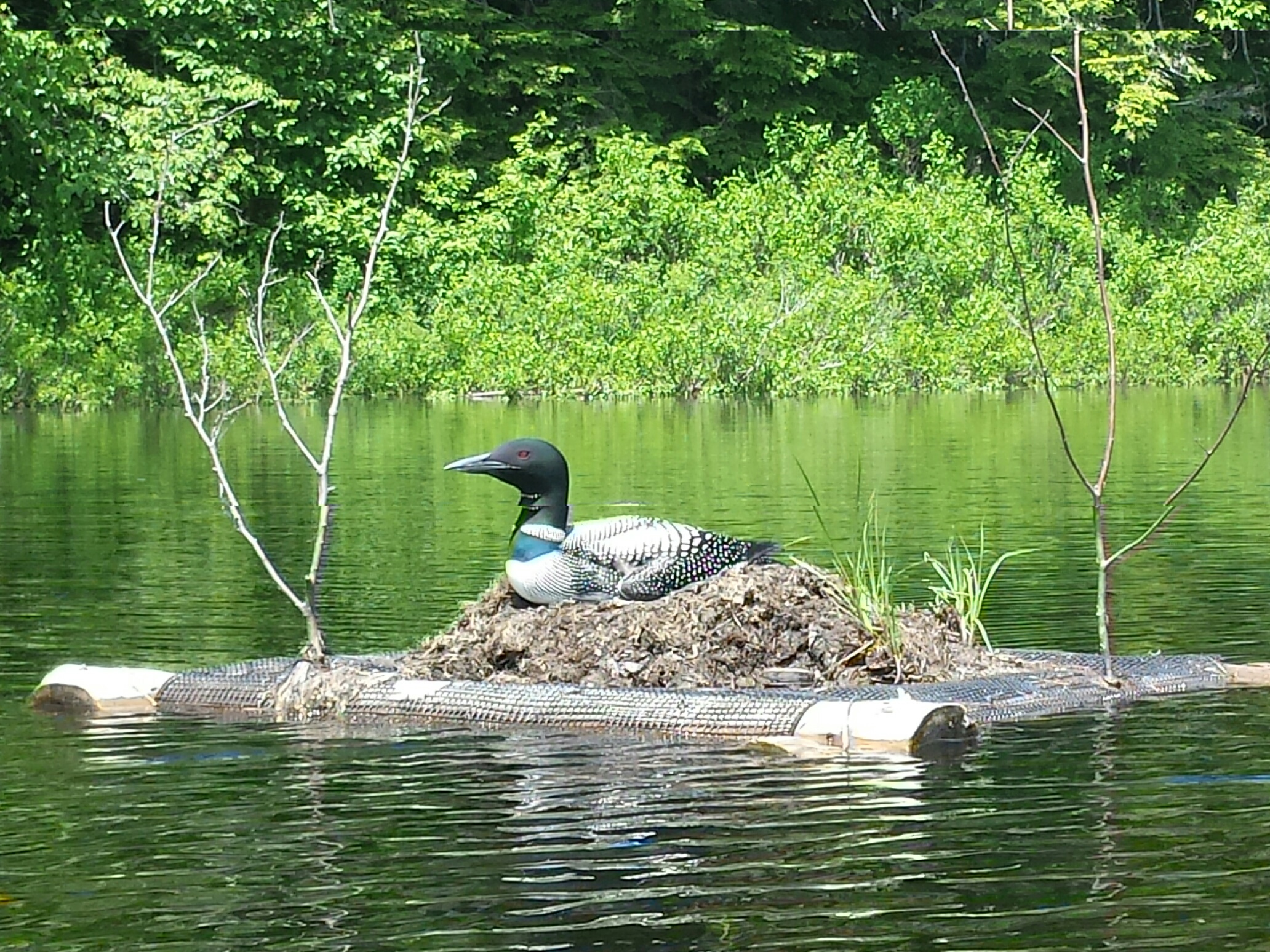 Lake Associations can apply for loon nesting platforms as a