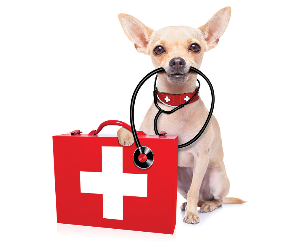 American Red Cross Online and App for Pet First Aid Enjoy San Joaquin