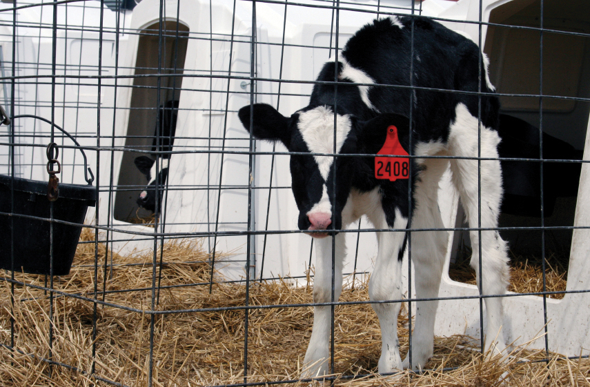 Humane Treatment of Farm Animals on a Roll Natural Awakenings Charlotte