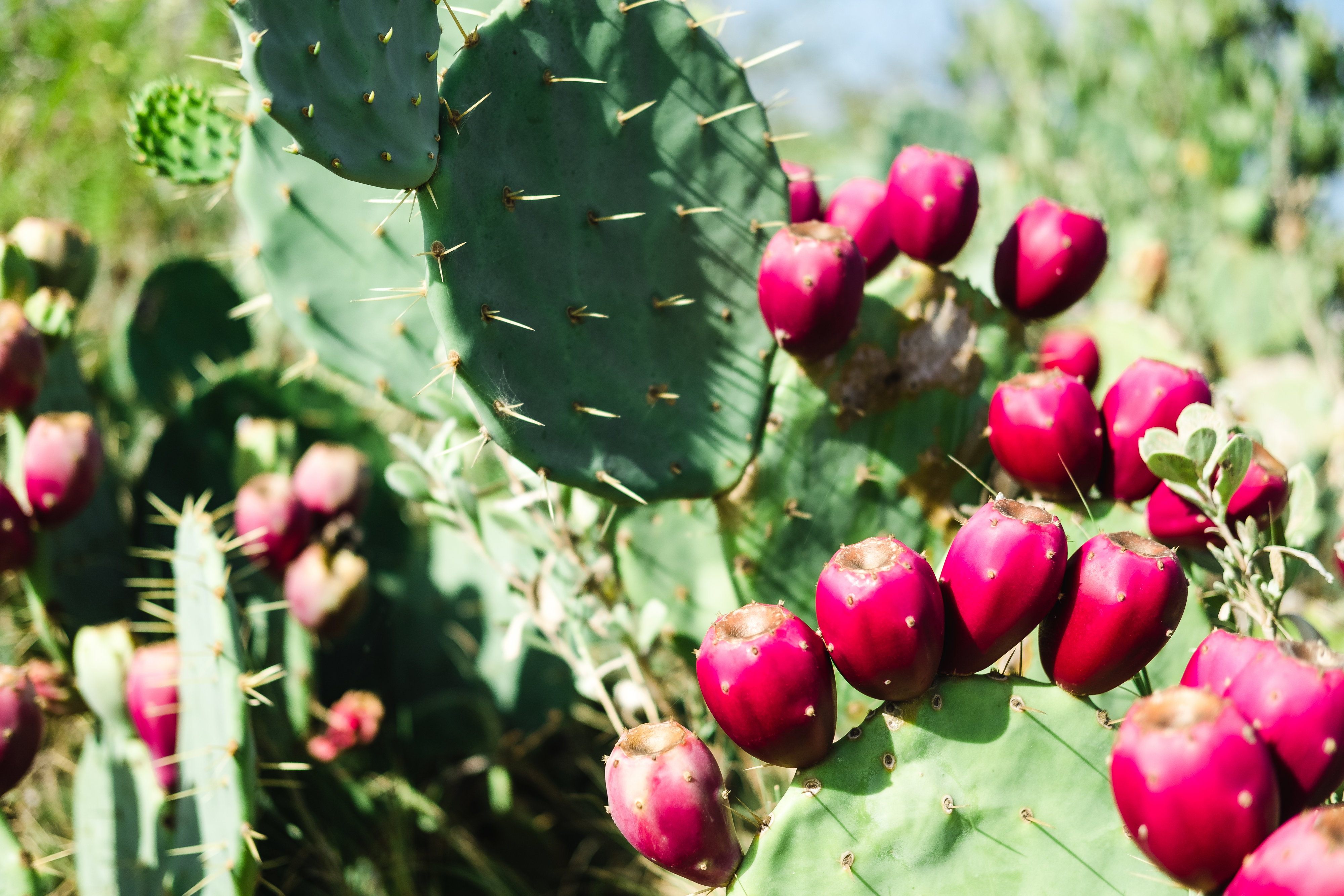 The Fruit of the Desert The Bend Magazine