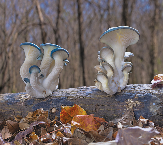 Fantastic Fungi Mushroom Documentary Film Natural Sustainable Living