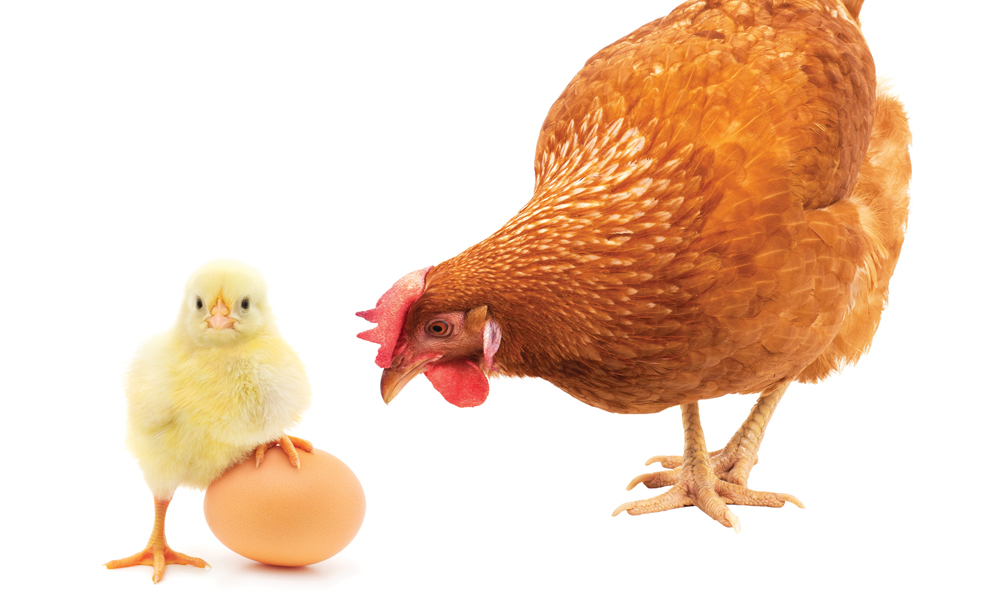 Urban Chickens Coming Home to Roost Natural Awakenings Magazine