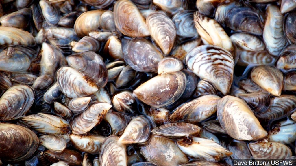 Water sample reveals zebra mussel larvae in Lake of the Woods Boreal