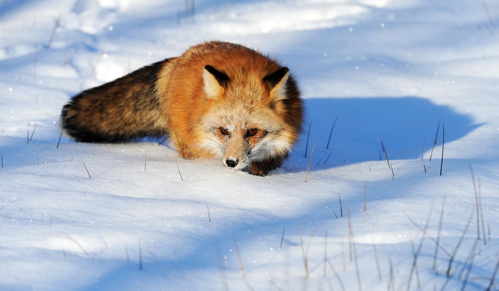 Minnesota's state parks offer winter wildlife viewing bonanzas Boreal