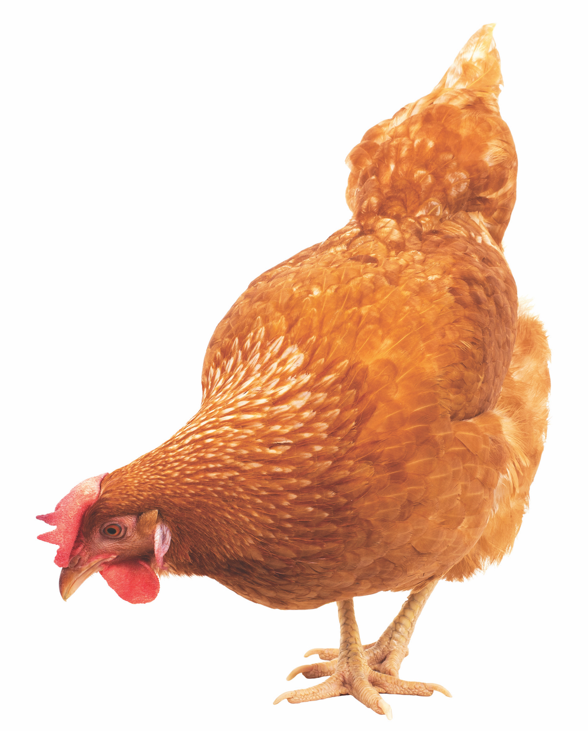 Urban Chickens Coming Home to Roost Natural Awakenings Atlanta