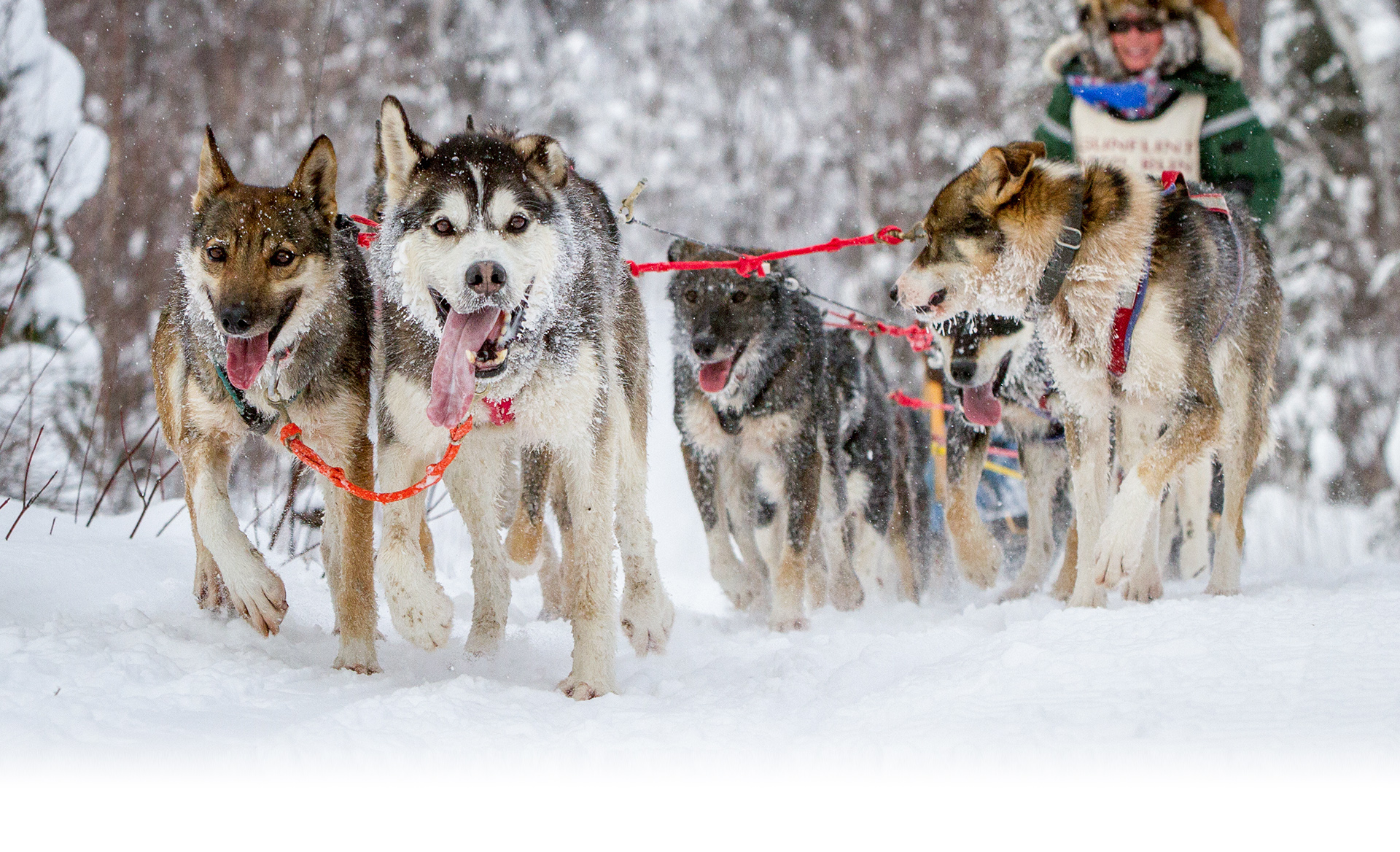 Gunflint Mail Run Sled Dog Race coming this weekend Boreal Community