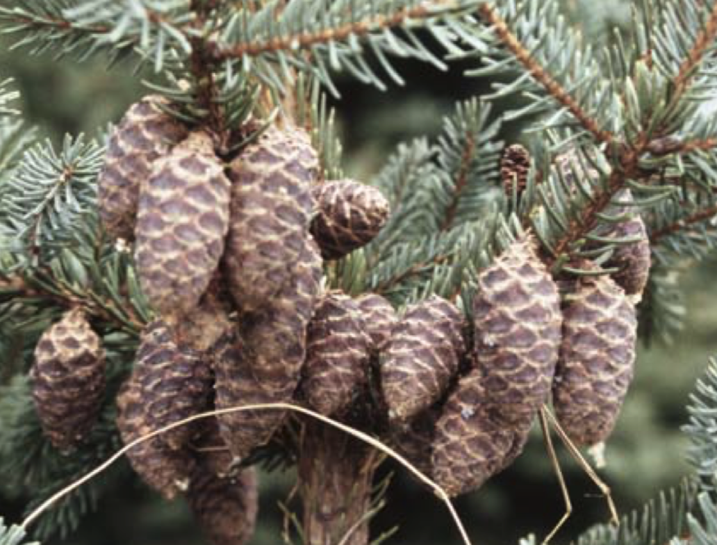 State forest nursery needs black spruce cones Boreal Community Media