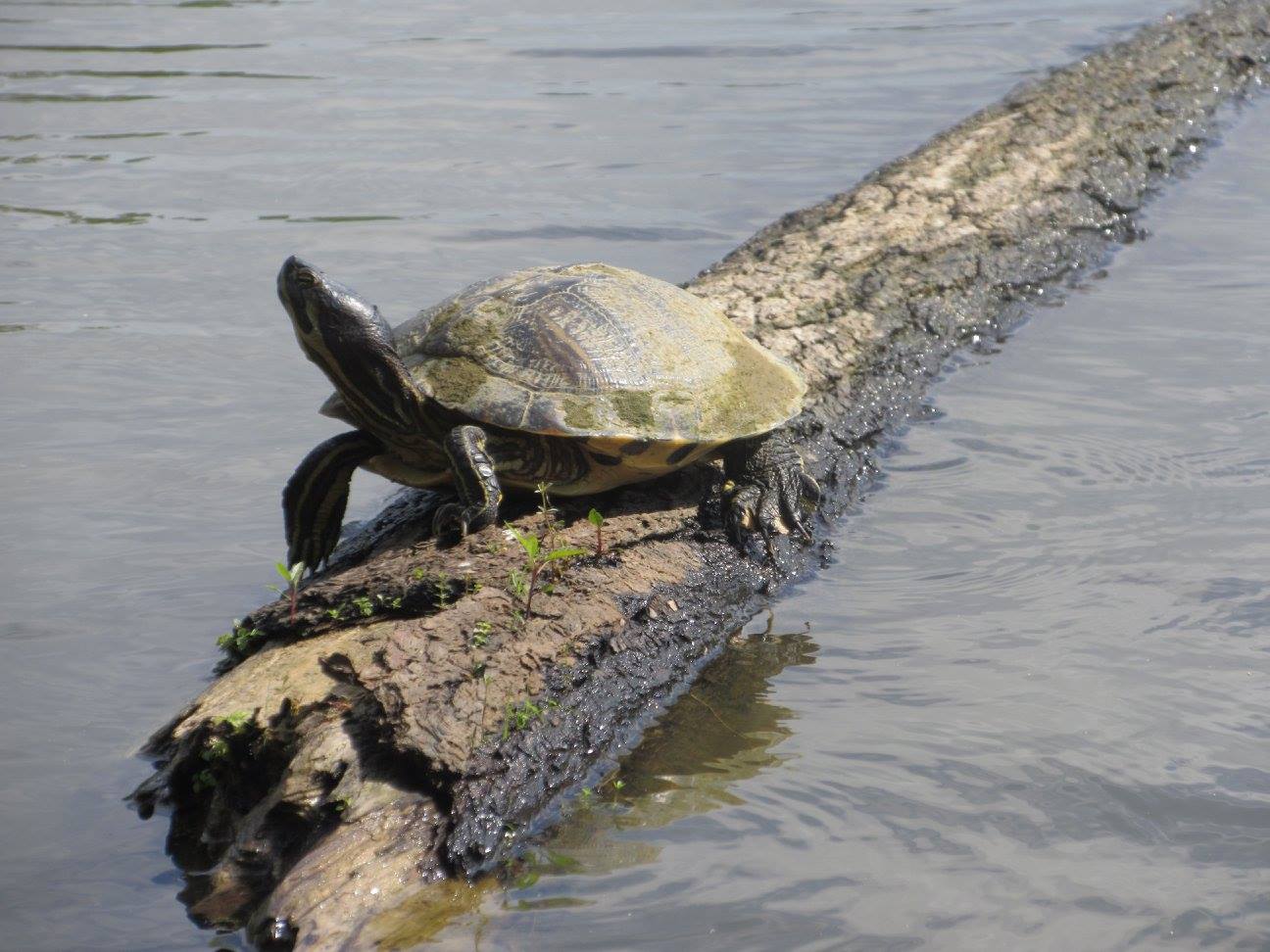 Turtles Of North Carolina