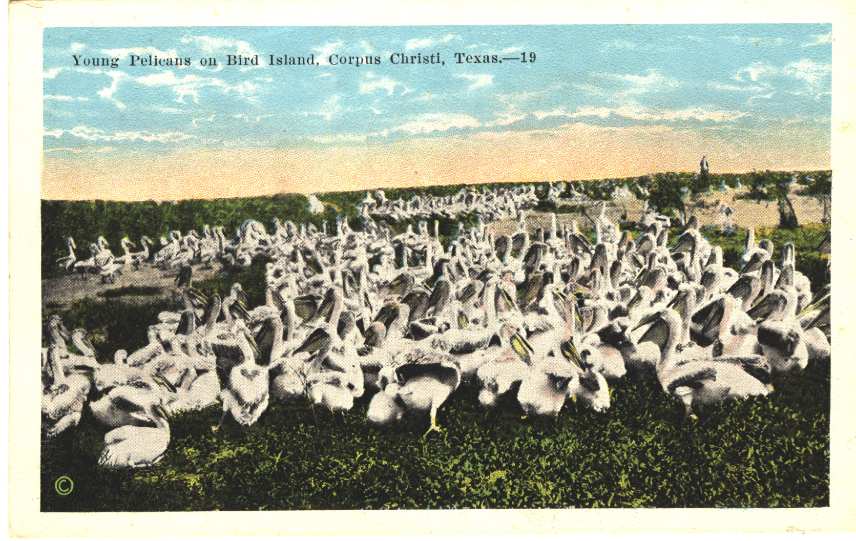 Bird Island’s Annual Visitors The Bend Magazine