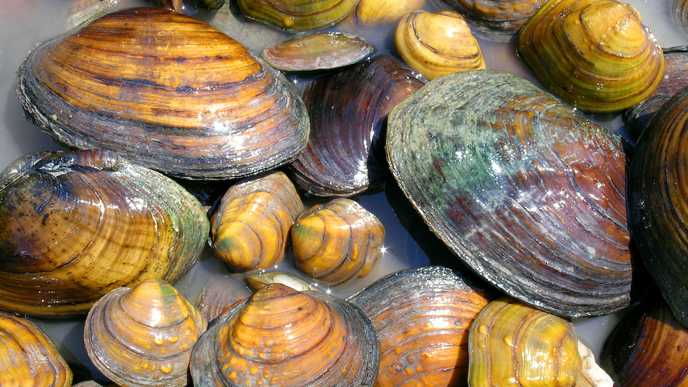 Native Guide Identify the local mussels that live around you with