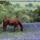 Thumb_horse-in-bluebonnets