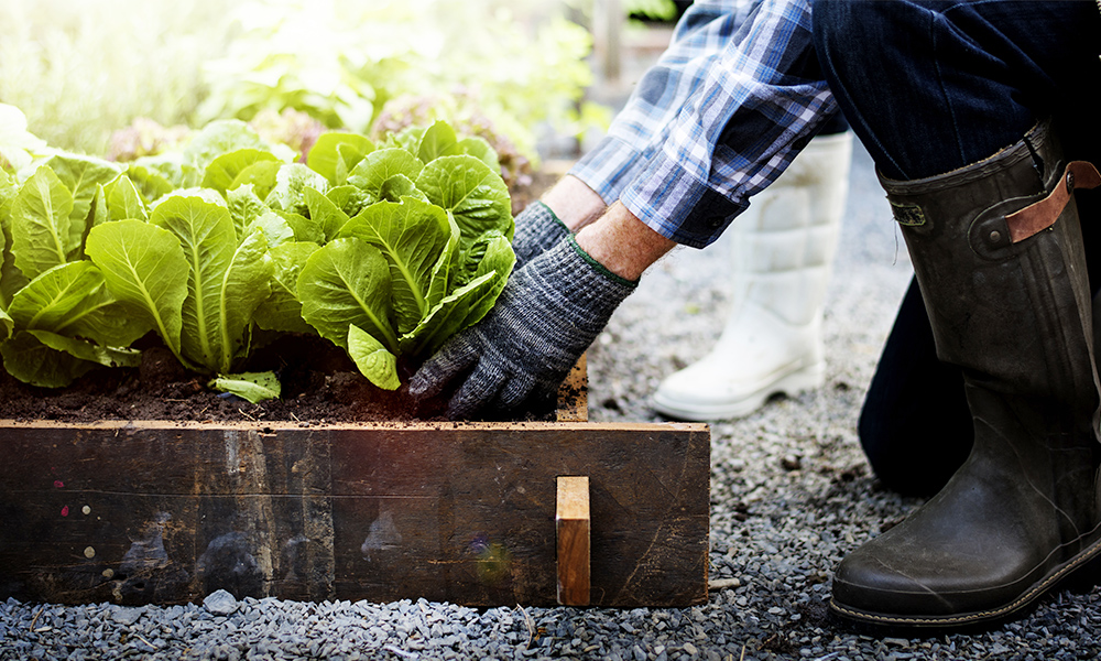 Backyard Gardening: How to Get a Lot From Your Plot | Natural