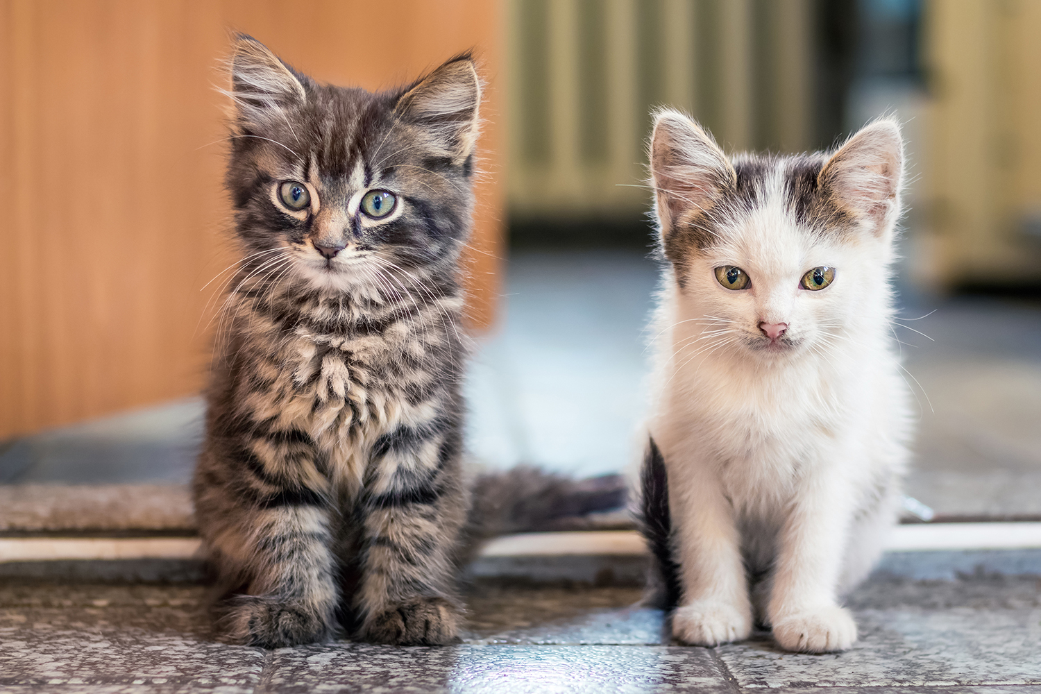 Clicker Training Fun With Your Cat North Hills Monthly