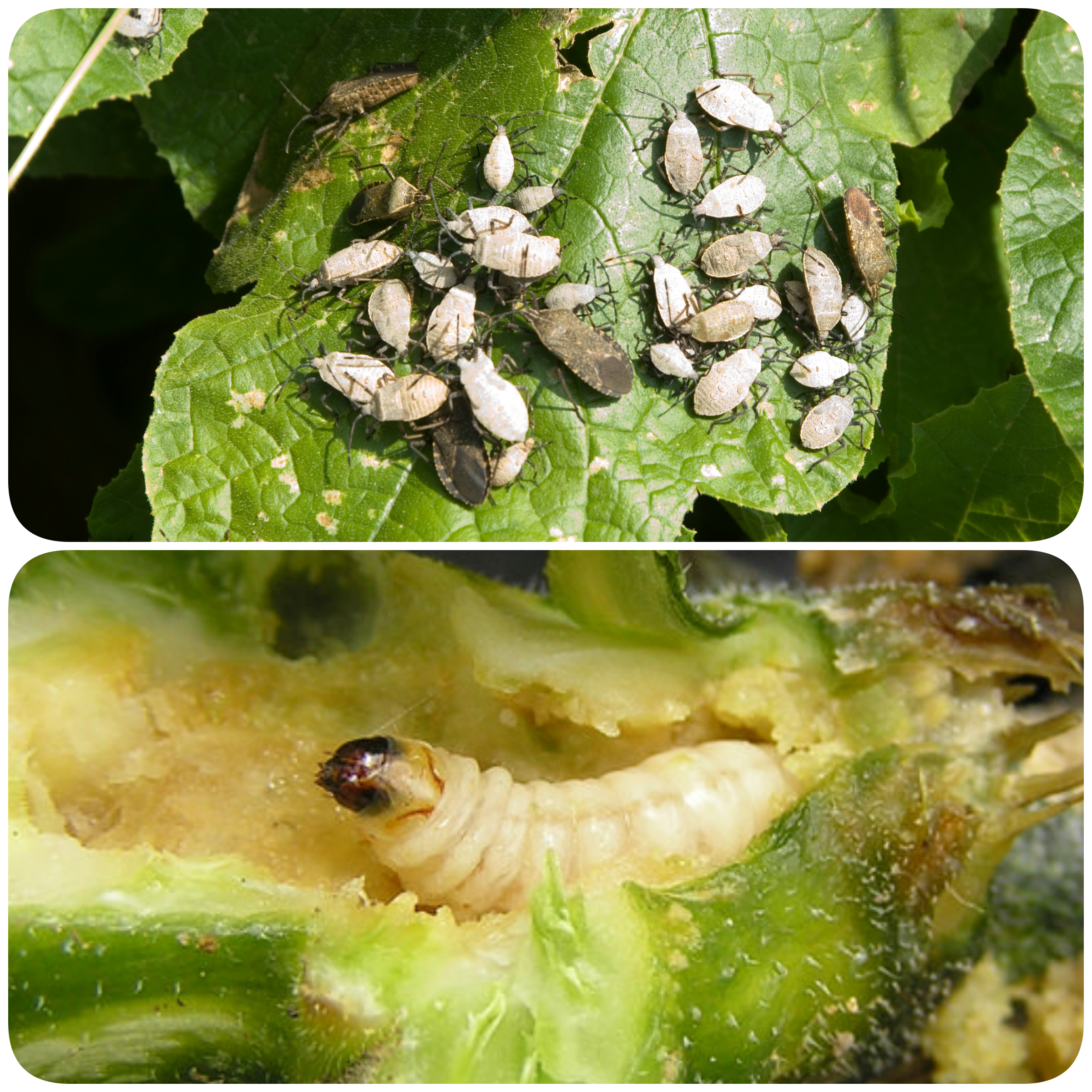 When Squash Bugs Attack