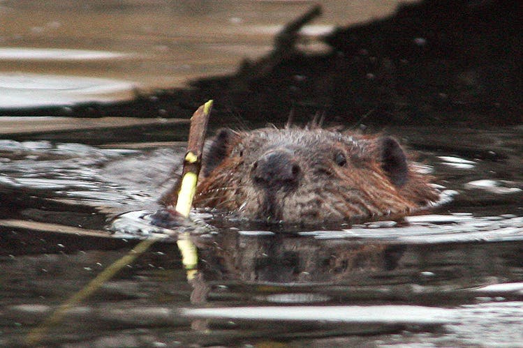 DNR: Beaver management simplified | Boreal Community Media