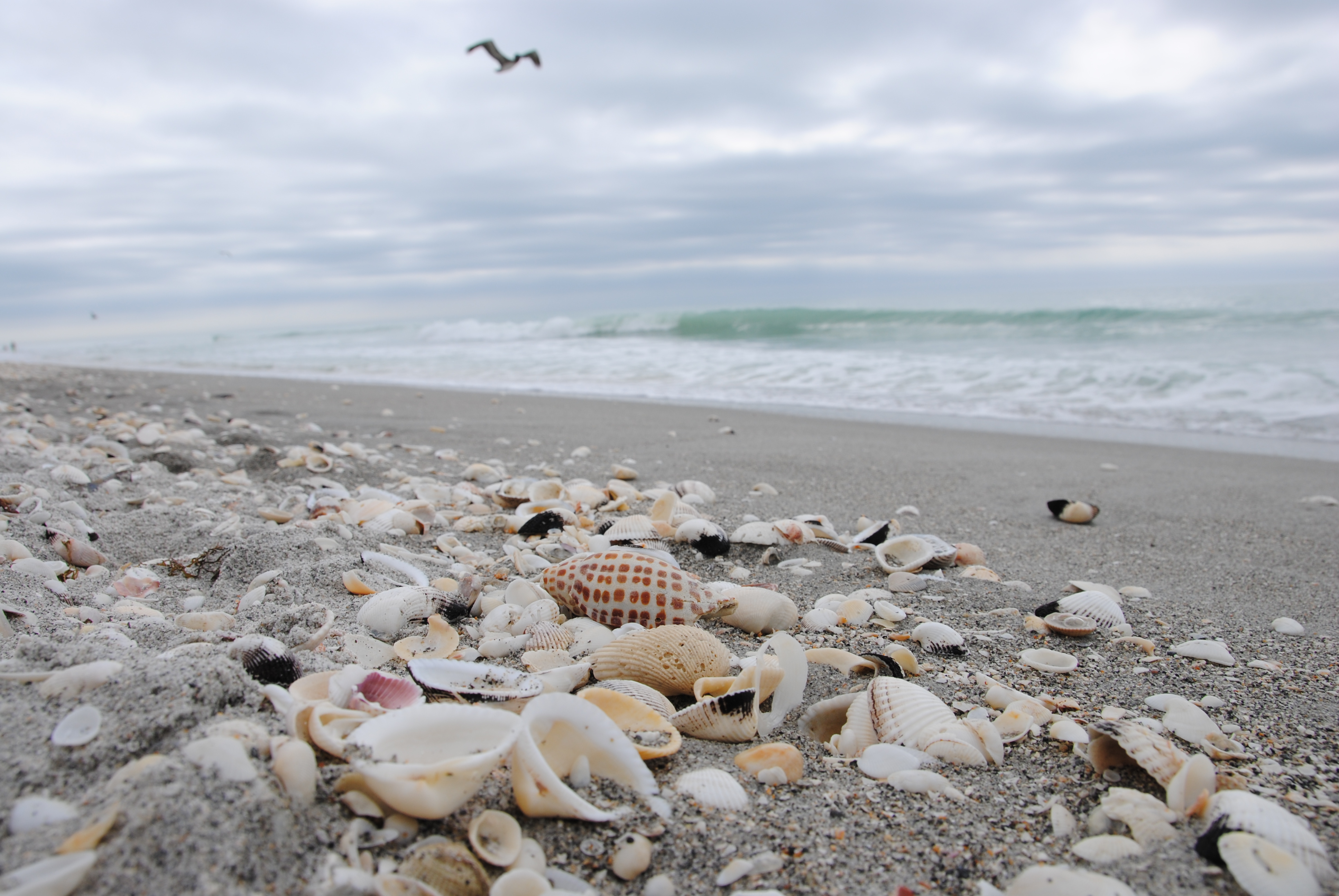 Seashells Clams Coastal Sands Sandy Beach Seascape — Stock Photo ©  YAYImages #259822428, image size:3872x2592
