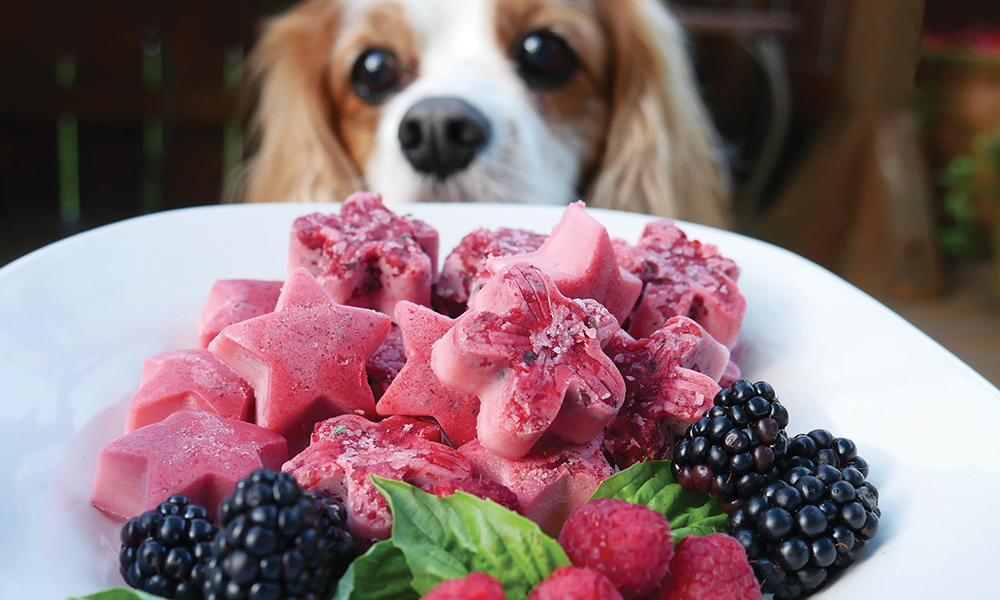 Cool Treats for Cats and Dogs Natural Awakenings Magazine