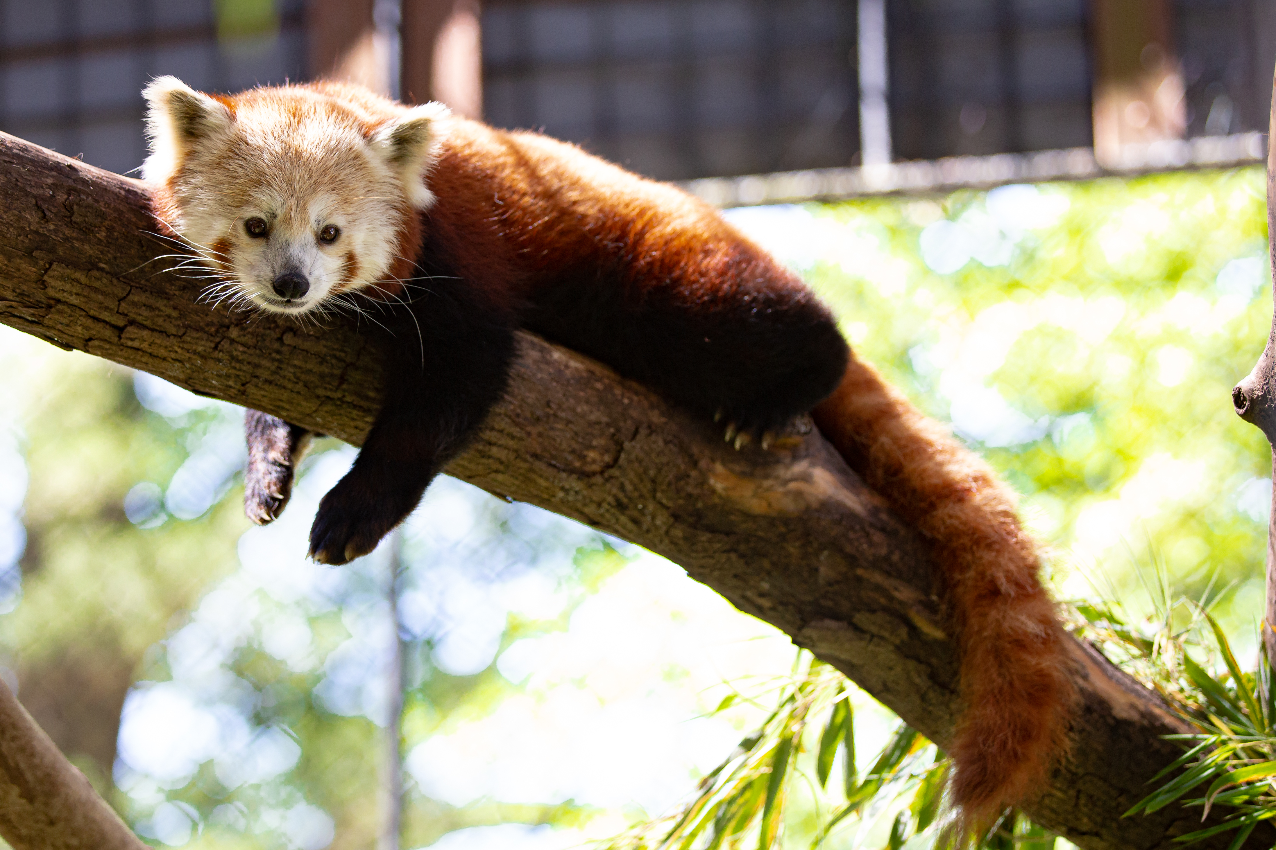 BOO at the ZOO Brandywine Zoo