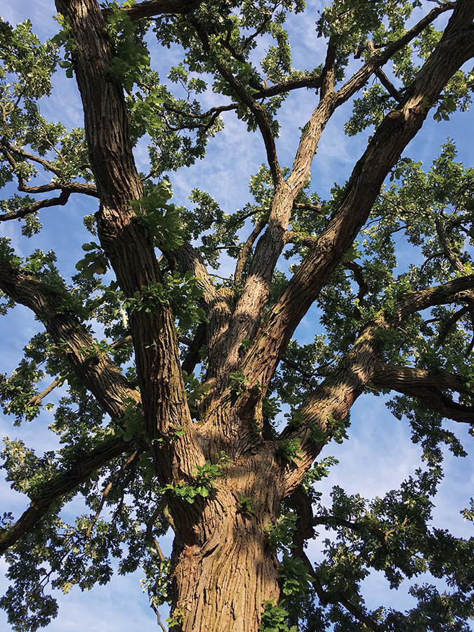 Oak trees are a keystone species, - The Morton Arboretum