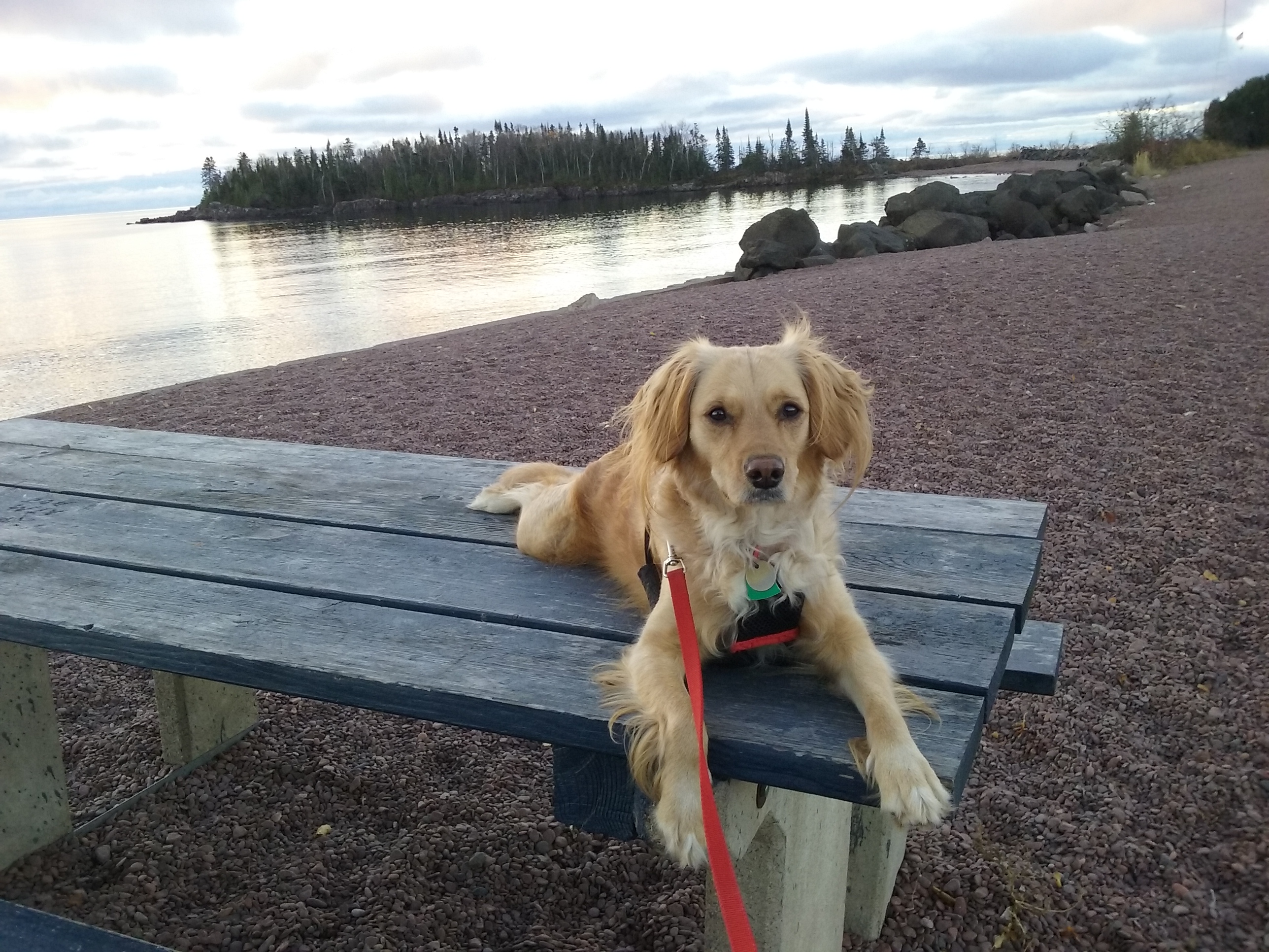 Pets in the Wilderness Series What to do if your pet lost Boreal Community Media