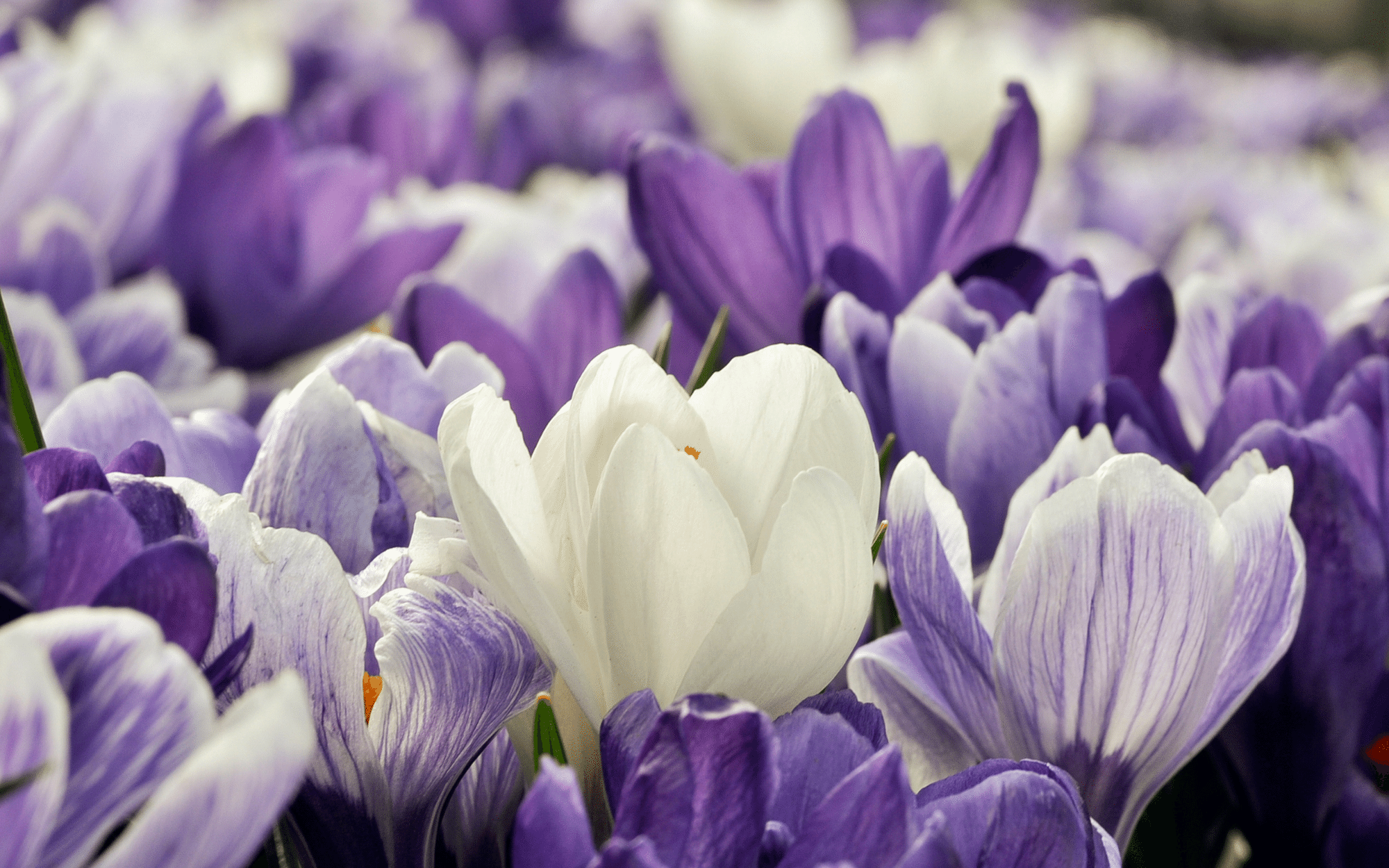 Harmonizing with Spring Ayurvedic Tips for Good Health Natural