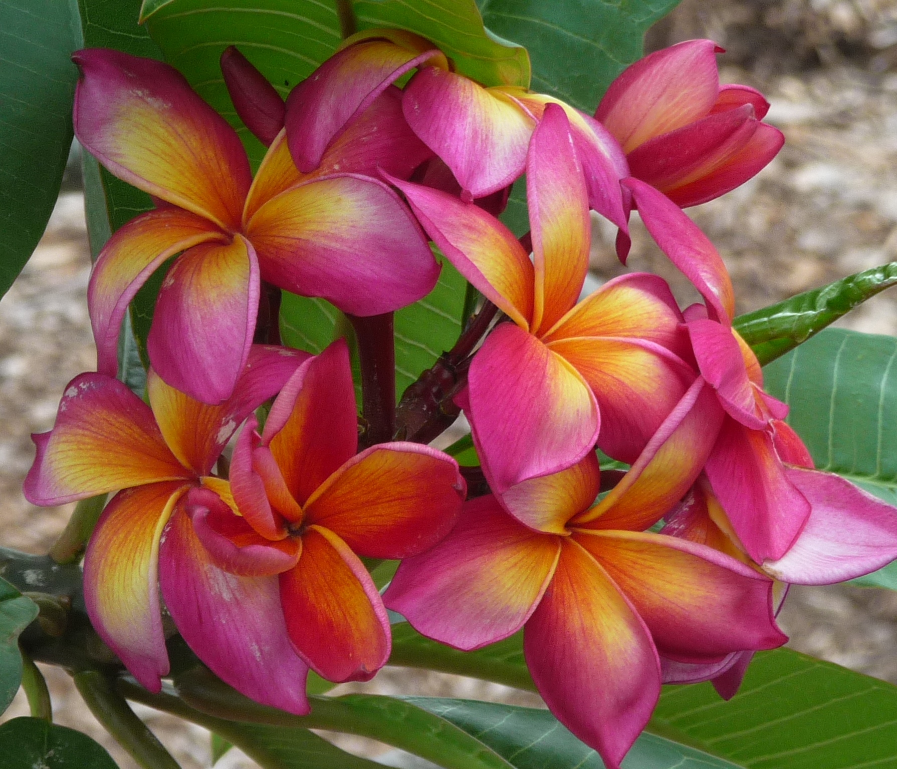 ANNUAL PLUMERIA SALE, Plumeria Society of South TX