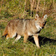 Thumb_eastern-coyote