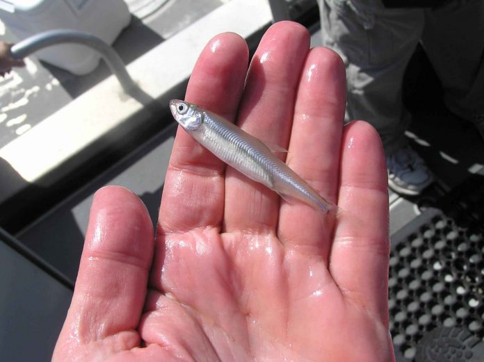 Ontario rolling out new rules for baitfish and leeches when fishing