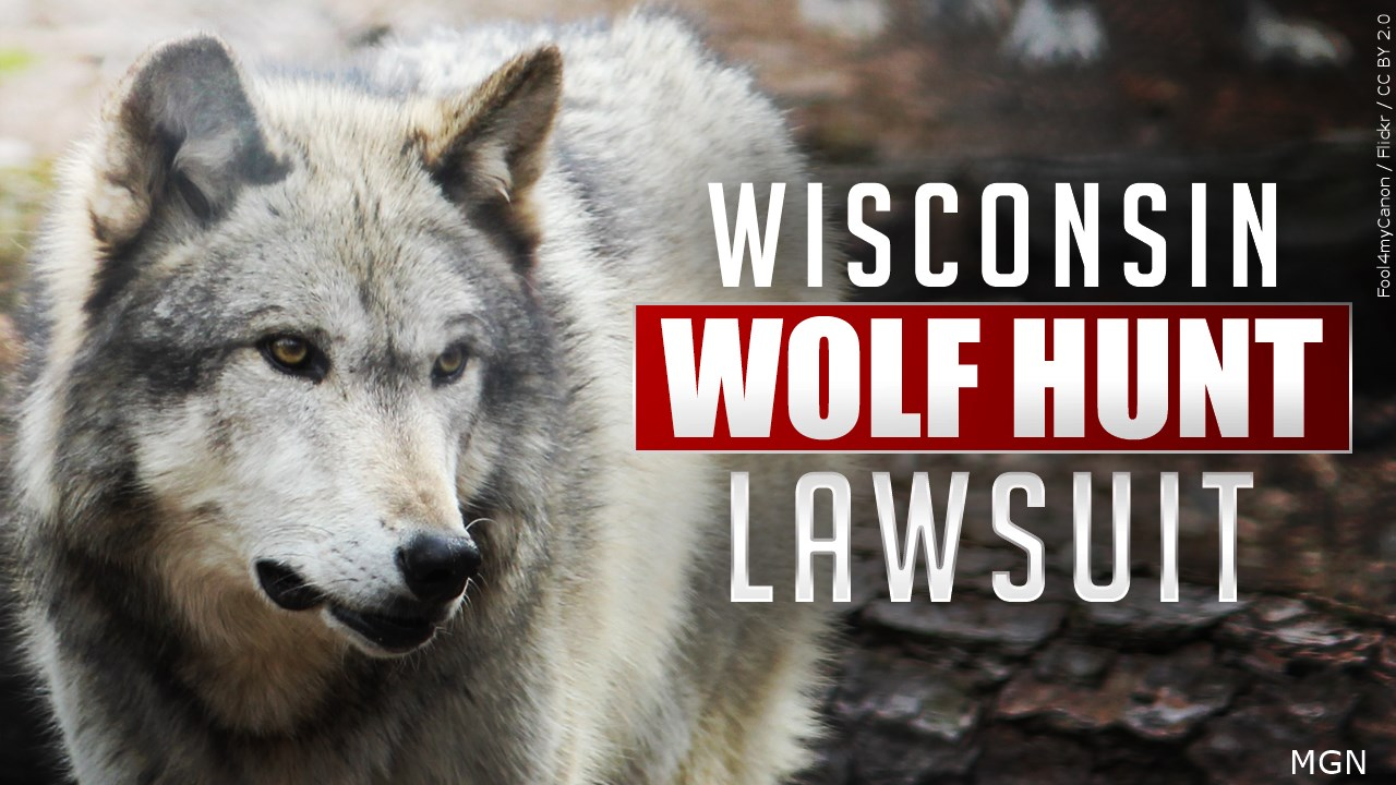 Video Judge issues injunction blocking Wisconsin fall wolf hunt