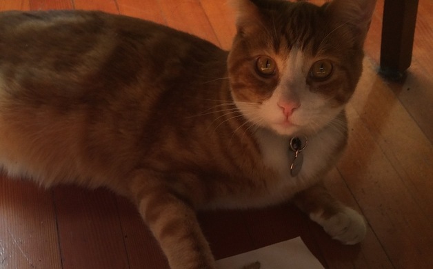Lost cat: Zippo, East Palm [gone home] | Altadena Point