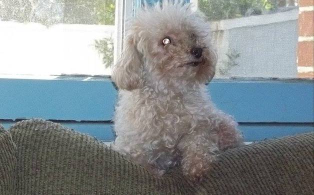 Lost dog: Molly, W. Las Flores/Olive [home again!] | Altadena Point