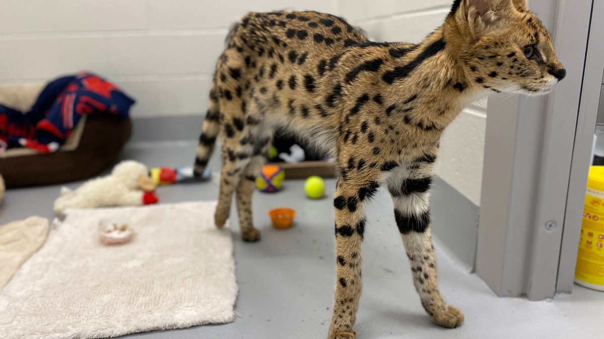 Sandstone’s Wildcat Sanctuary new resident rescued from Boston