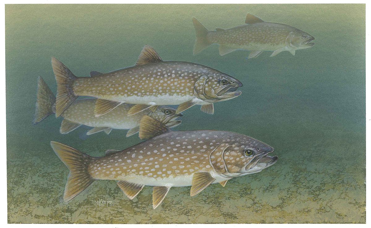 Old fish did great': Study finds some lake trout get older without aging -  Red Deer Advocate