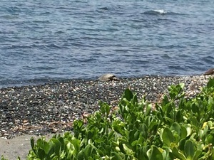 Image: http://locable-assets-production.s3.amazonaws.com/uploads/resource/file/89802/medium_honu.jpg A sea turtle crawls up on shore