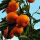 Thumb_highland-orchard-mandarins-photo-by-patrick-sproul