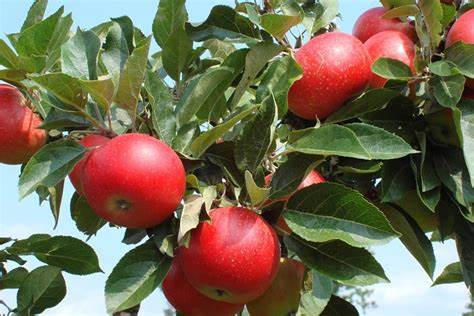 Solving the Honeycrisp apple ancestry mystery