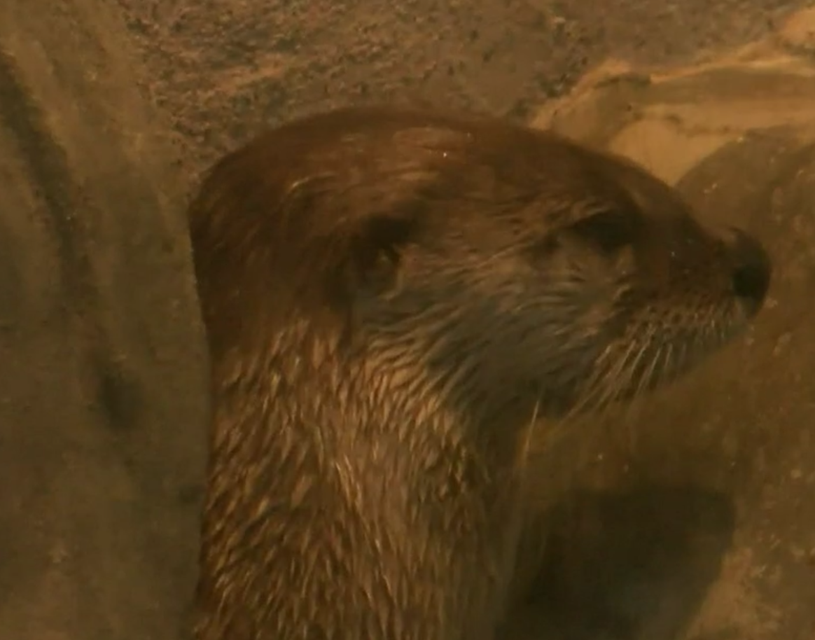 Great Lakes Aquarium holds birthday celebration for two special otters