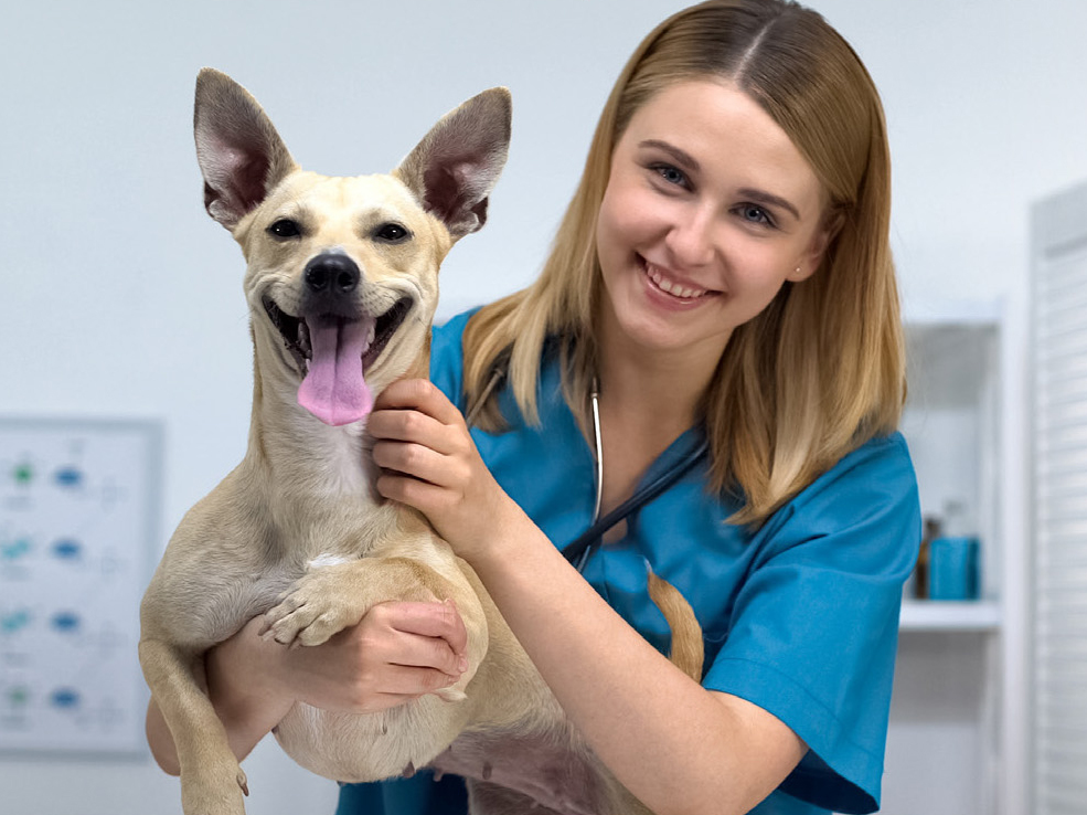 Veterinary Medical Center—Veterinarian in Folsom—Style Savings Guide