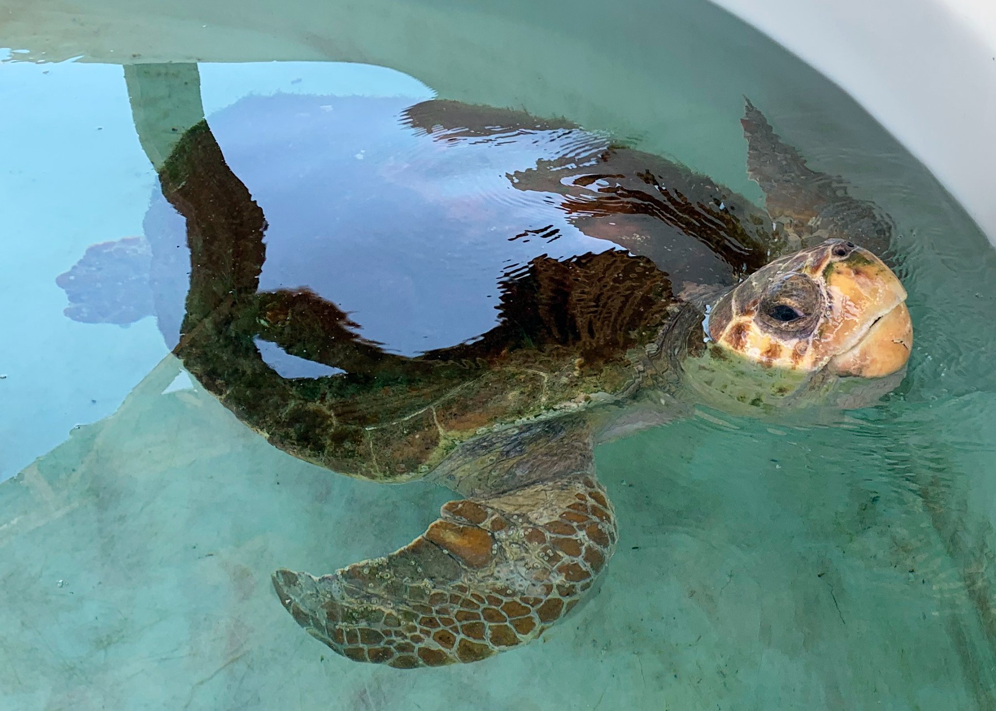 Sea Turtle Nesting Season Natural Awakenings Northwest Florida