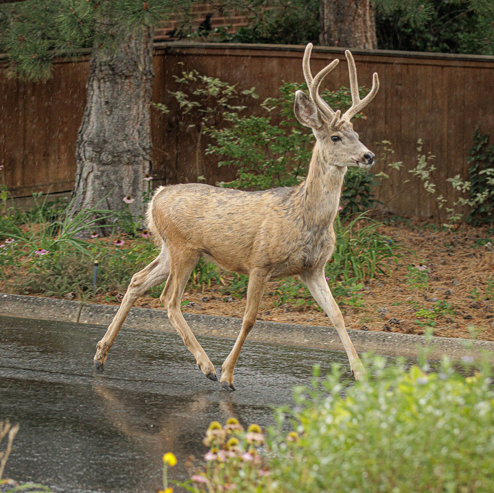 See mule deer at upcoming DWR viewing event