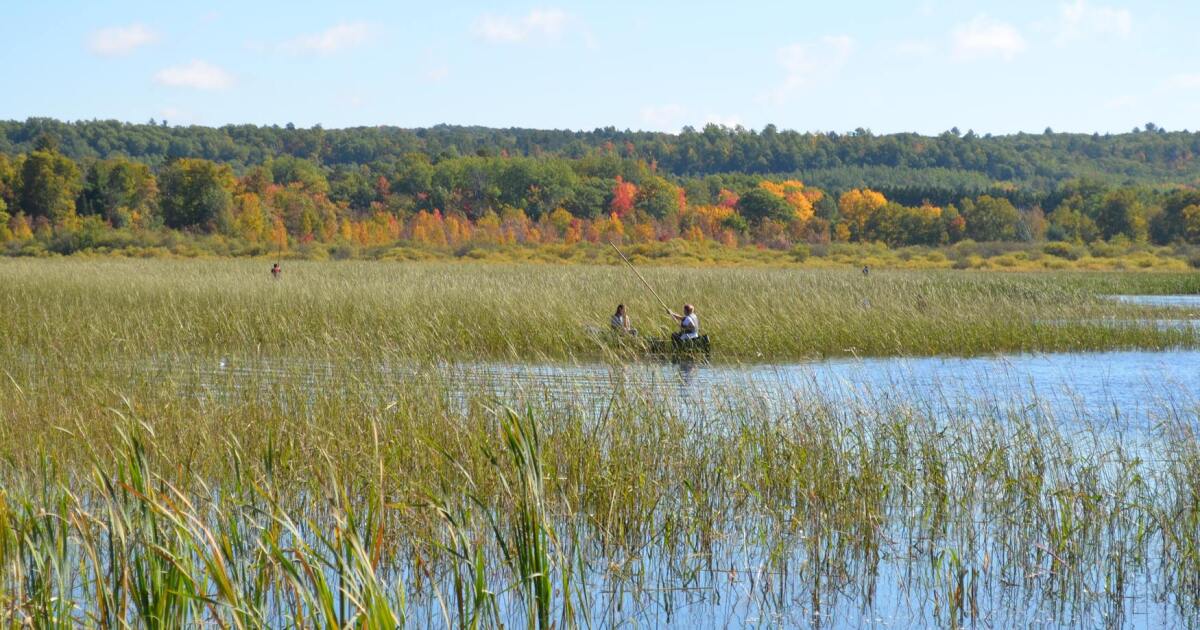 Heading into Wisconsin's wild rice harvest, Ojibwe leaders work to
