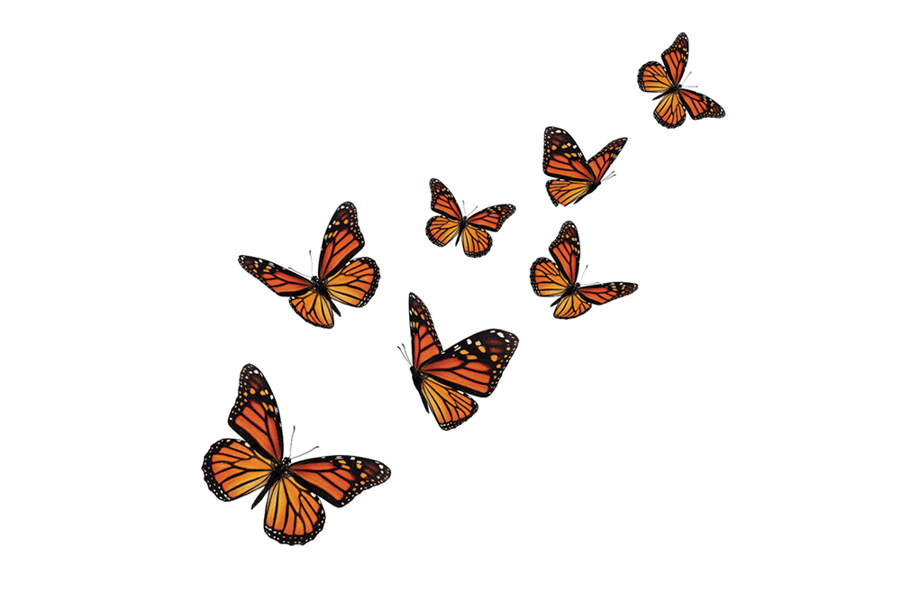 Monarch Butterfly Now Officially Endangered | Natural Awakenings Atlanta